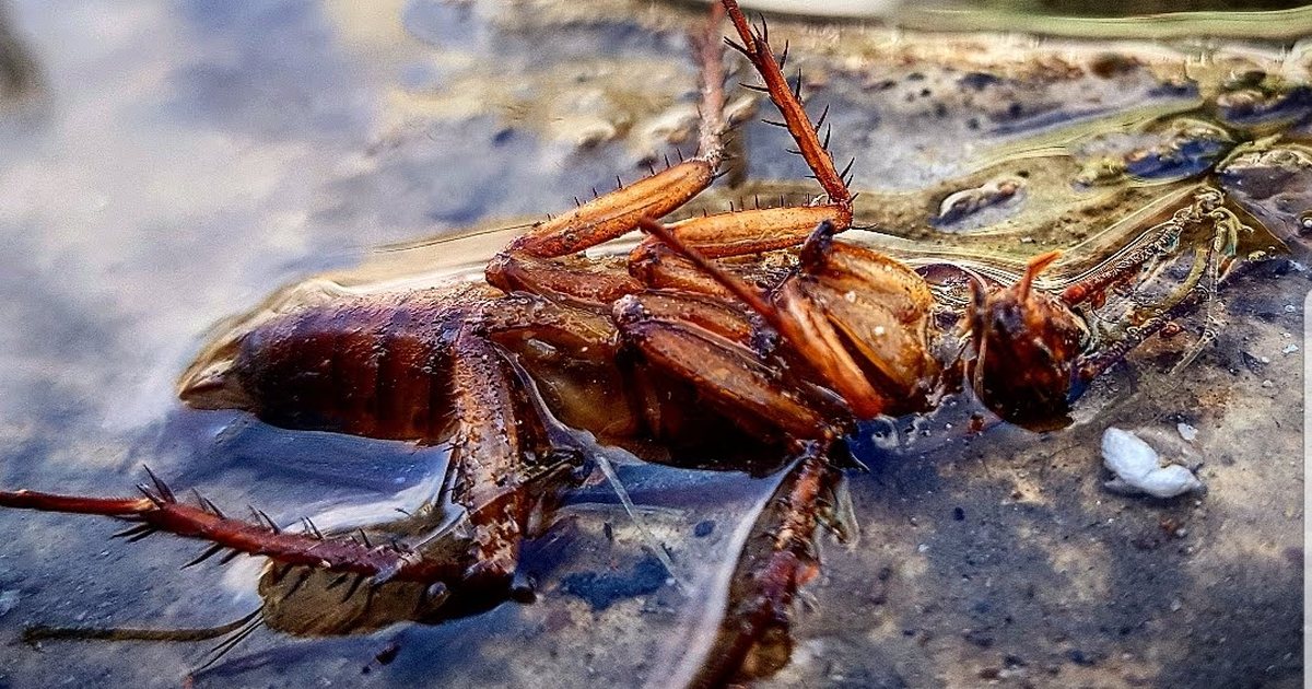 Cucaracha americana: cómo identificarla, de dónde viene y cómo eliminarla