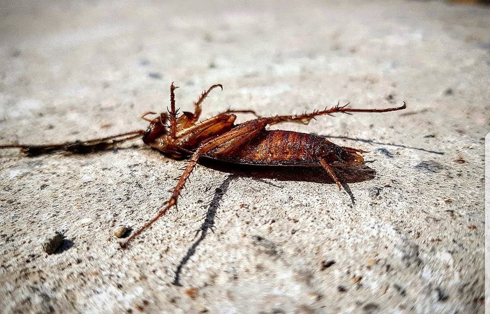 Cucaracha adulta grande, de color café rojizo, vista de lado sobre una superficie de concreto